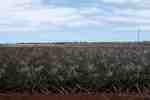 Pineapple Farm