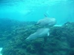 Sea World Dolphins