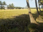 Fields and Coconut Groves