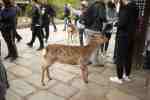 Nara Deer Park