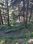 Walking trail in Chail Palace