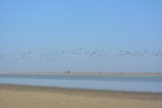 Birds Flying over Lake in Sanctuary