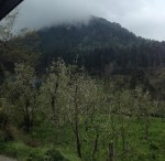 Apple orchard in Naggar