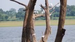 Birds chilling in the Kabini Backwaters at Kabini River Lodge