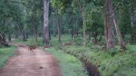 Prancing Deer Zone A Nagarahole Tiger Reserve Kabini