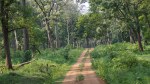 Road inside the jungle at Nagarahole in Zone B