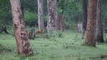 The deer predator at Zone A in Nagarahole Kabini