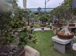 Wandering in the Bonsai Garden at Avadoota Ashram