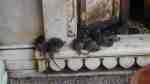 Rats chilling out at Karni Mata Temple